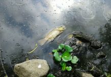 Muerte de peces en río Estelí preocupa a campesinos