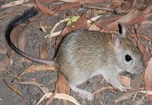 Cambio climático causa que una especie de mamífero se extinga