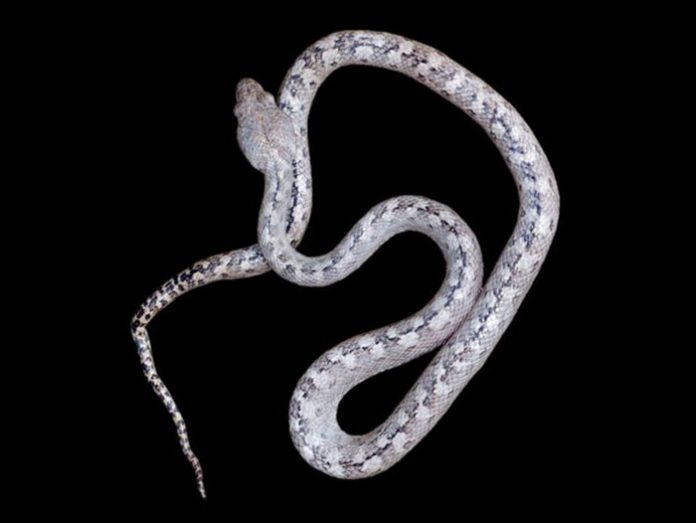 especie-serpiente