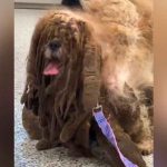 Veterinarios rescatan a perro callejero y le quitan 2 kilos de pelaje video, viral, tiktok, perro callejeso, veterinario, salud,