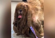 Veterinarios rescatan a perro callejero y le quitan 2 kilos de pelaje video, viral, tiktok, perro callejeso, veterinario, salud,