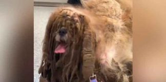 video, viral, tiktok, perro callejeso, veterinario, salud,
