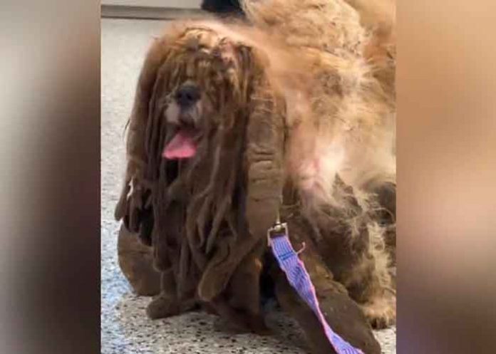 video, viral, tiktok, perro callejeso, veterinario, salud,