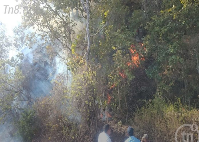 esteli41
