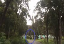 Graban extraño ser atravesando la carretera (Video)