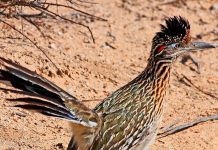 Muro en la frontera con México afectaría la fauna
