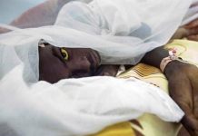 Fiebre amarilla podría convertirse en una crisis mundial