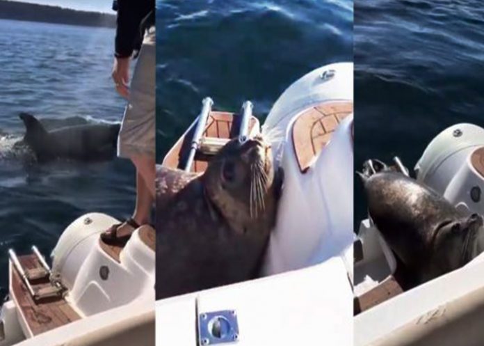 foca