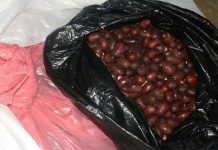 Panamá: Incautan 7 mil cápsulas de cocaína camuflada