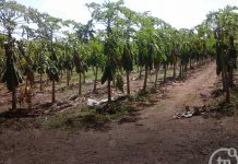 Producción de frutas tropicales casi lista