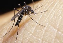 Los peligros del zika en Centroamérica