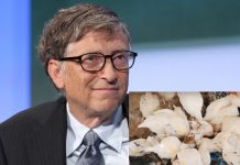 Bill Gates promueve con gallinas la economía familiar