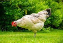 México: Gallina tiene cuenta de Twitter y la siguen más que a vos