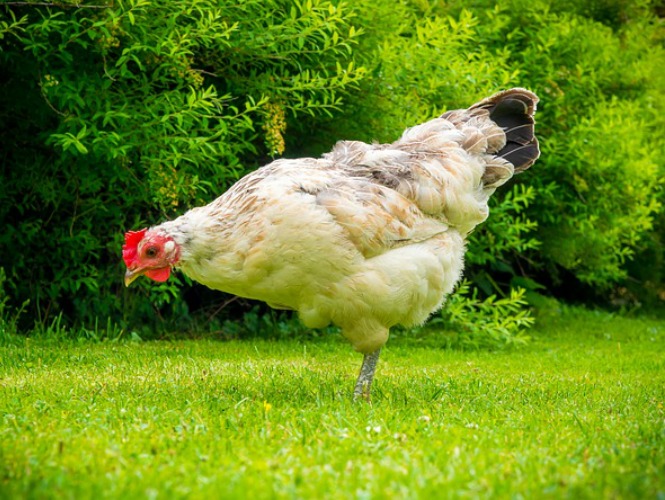 gallina