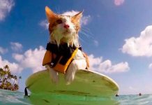 Luego de perder un ojo gato surfea en Hawaii