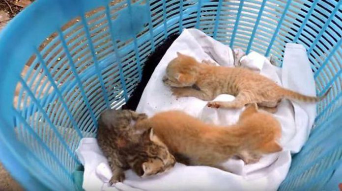 gatitos