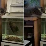 videos, gatos, tendencias, pelea, pez,