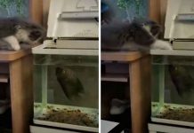 La batalla campal entre un gato y un pez se hace viral videos, gatos, tendencias, pelea, pez,