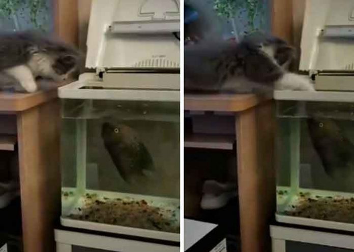 gato-1 videos, gatos, tendencias, pelea, pez,