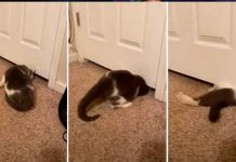 Gato con ‘súperflexibilidad’ asombra al escaparse por debajo de una puerta tendencias, gato, casa, escape,