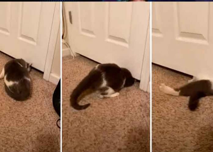 tendencias, gato, casa, escape,