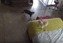 Conoce al gato que hace callar a un perro sólo con su mirada »de tigre»