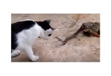 Un siamés de 30 años es el gato vivo más viejo del mundo