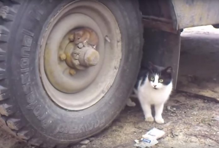 gato