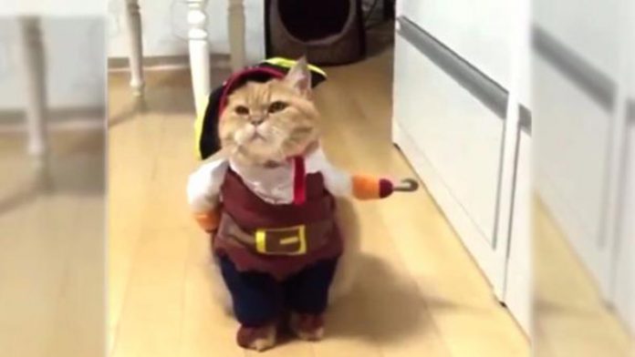 gato1