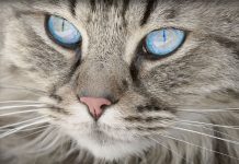 Vídeo: Gatos que si aman bañarse