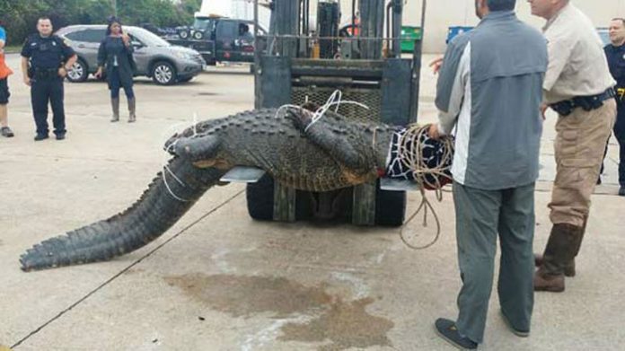 gatorsu2
