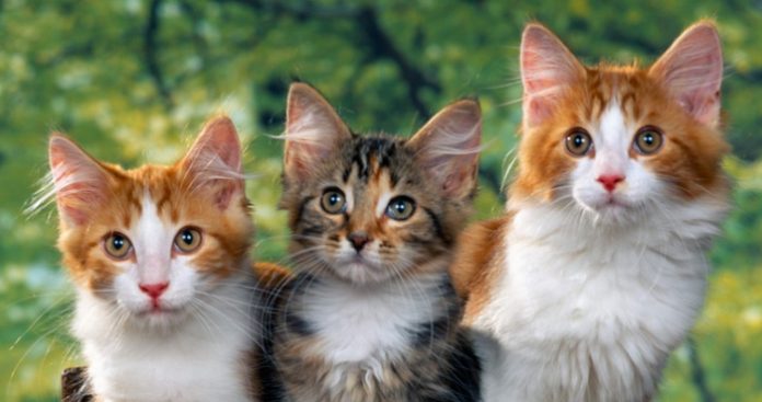 gatos-leyes-de-newton