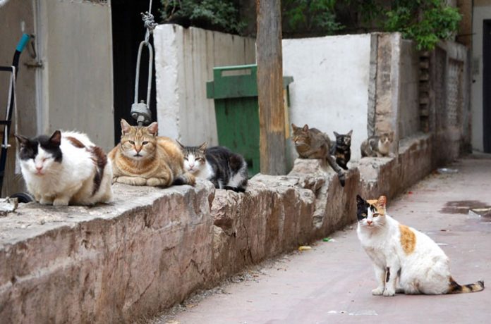 gatosout2