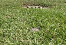 Hallan granada en jardín de iglesia en Acahualinca