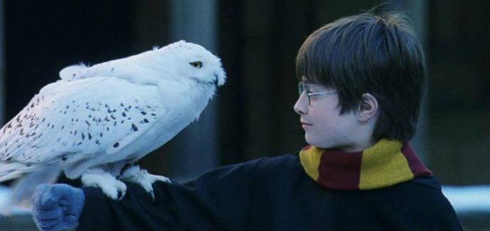 harry-no-usara-lechuzas