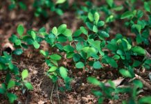 Colombia reporta aumento de cultivos de hoja de coca