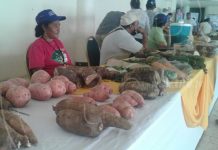 Promueven producción de hortalizas, raíces y tubérculos