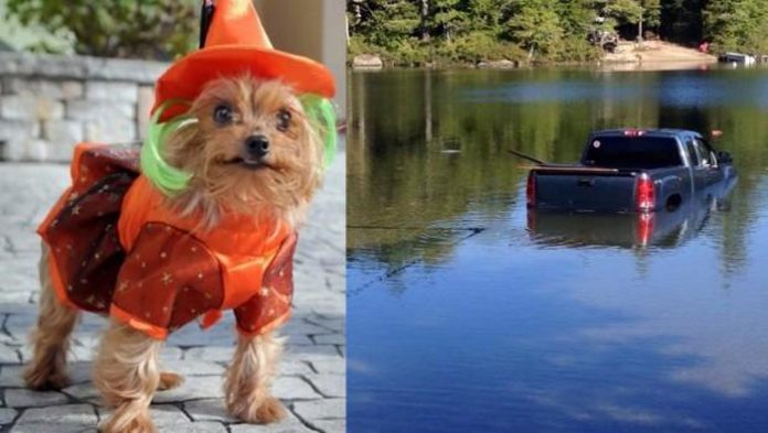 hunde-camioneta