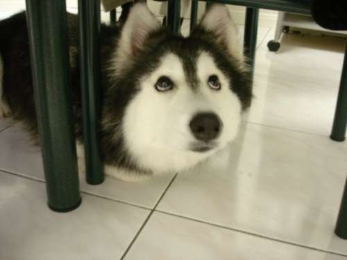 images_Galerias_de_Imagenes_Perro_Gatito_perrogatito