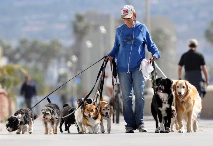 images_SECCIONES_PAGINA_WEB_8Deportivo_2014_Diciembre_del_15_al_21_PASEANDO_PERROS_212014