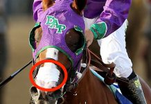 California Chrome correrá en Belmont