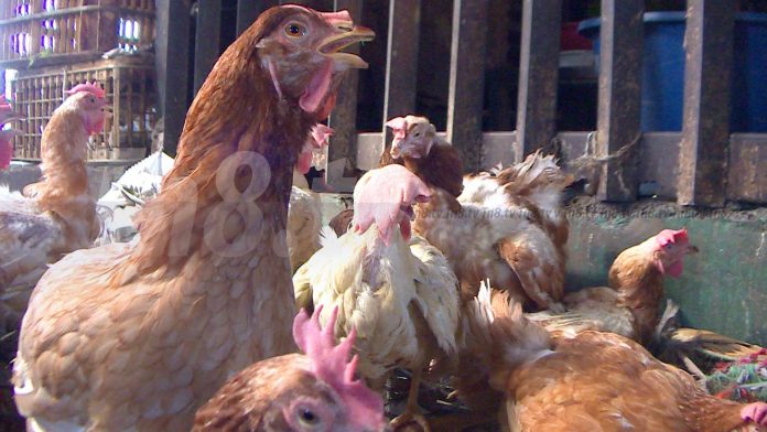 images_SECCIONES_PAGINA_WEB_CRONICATN8_ECONOMIA_2014_Diciembre_DEL_15_AL_21_Gallinas_indias_cena_de_noche_buena-17122014