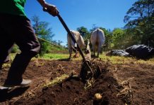 Nicaragua destaca en políticas públicas del sector agrícola a favor del medio ambiente Nicaragua se prepara con estrategias y tecnologías ante la instalación del fenómeno meteorológico El Niño en el país.