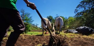 Nicaragua se prepara con estrategias y tecnologías ante la instalación del fenómeno meteorológico El Niño en el país.