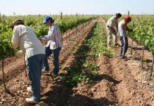 Propondrán 15% de aumento salarial a trabajadores del campo