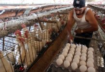 Crece producción nicaragüense