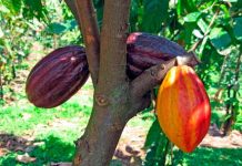 Apoyarán cultivo y exportación del cacao