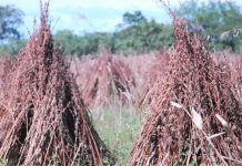 Nicaragua promueve exportación de ajonjolí en mercado asiático
