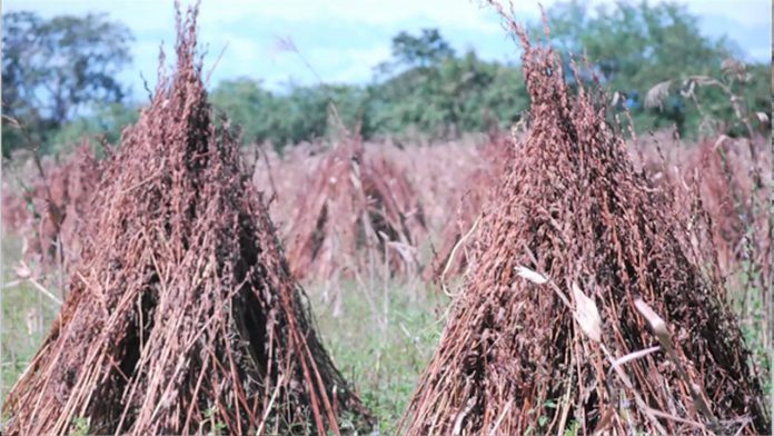 images_SECCIONES_PAGINA_WEB_CRONICATN8_ECONOMIA_2014_Julio_01_AL_06_NICARAGUA_PROMUEVE04
