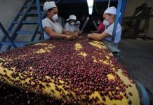 Nicaragua importa frijol rojo desde Etiopía para encarar desabasto interno